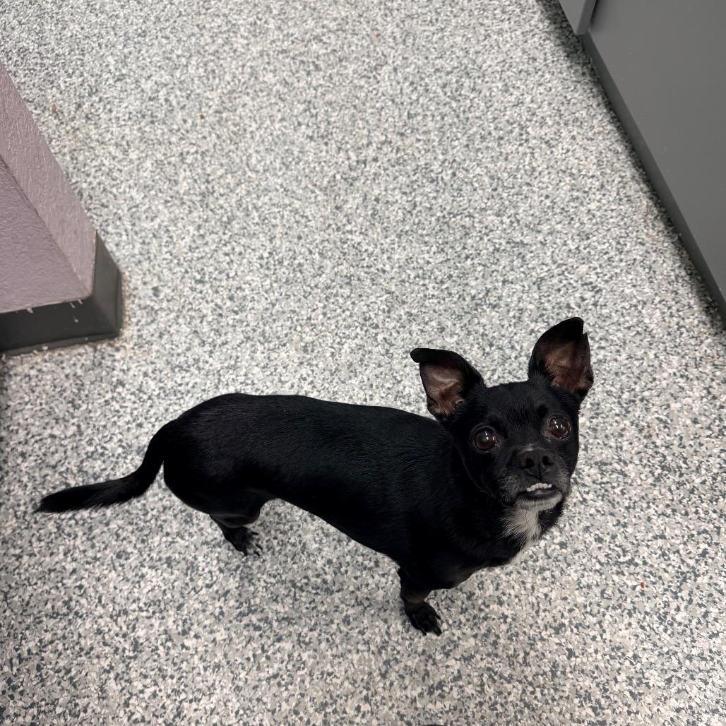 Blakey, Adoptable, Adult Male Chihuahua & Mixed Breed.