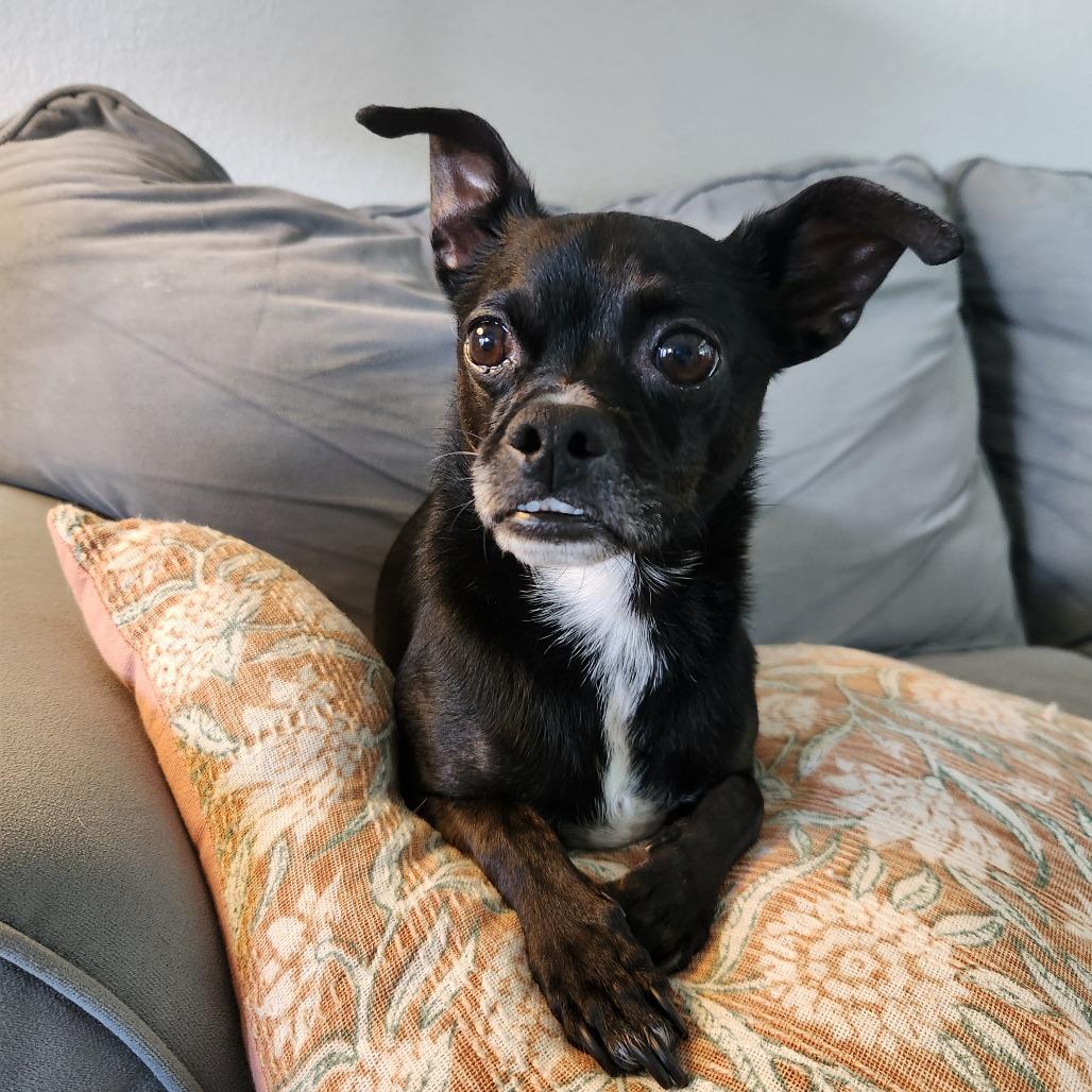 Blakey, a Adoptable mixed breed in Port Charlotte, FL image 2/6