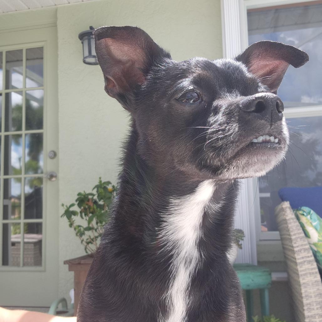 Blakey, a Adoptable mixed breed in Port Charlotte, FL image 3/6