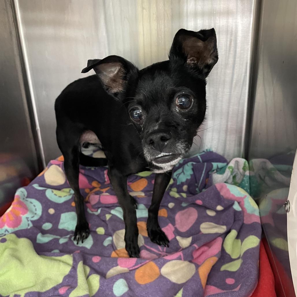 Blakey, a Adoptable mixed breed in Port Charlotte, FL image 4/6