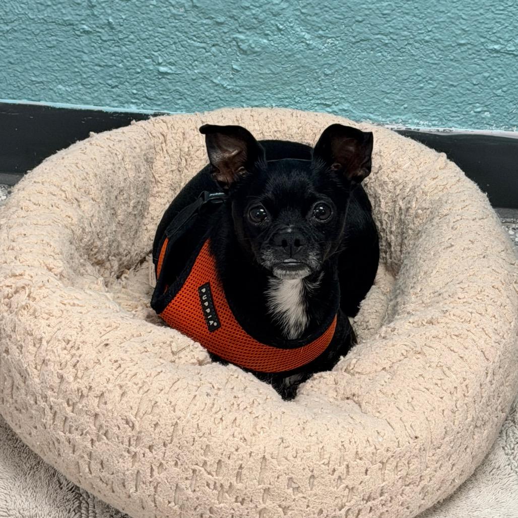 Blakey, a Adoptable mixed breed in Port Charlotte, FL image 5/6