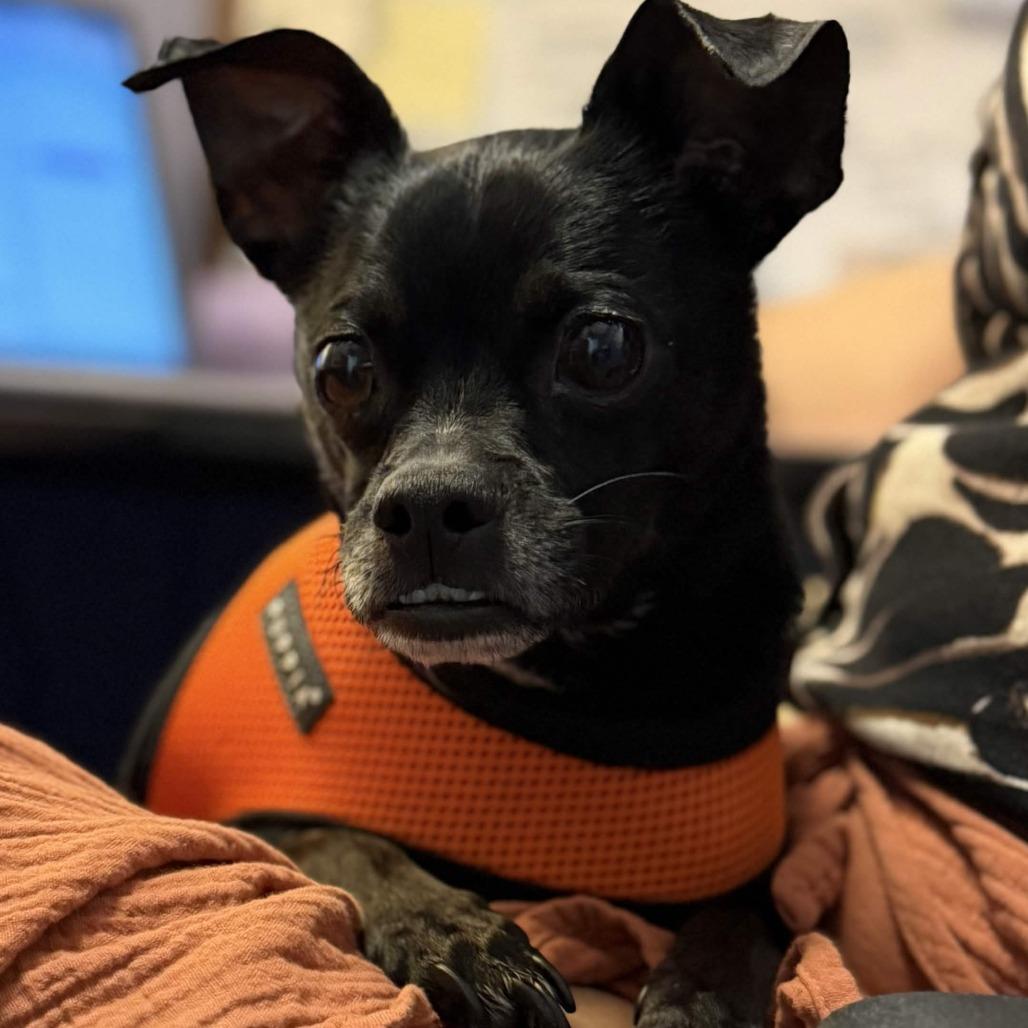 Blakey, a Adoptable mixed breed in Port Charlotte, FL image 6/6