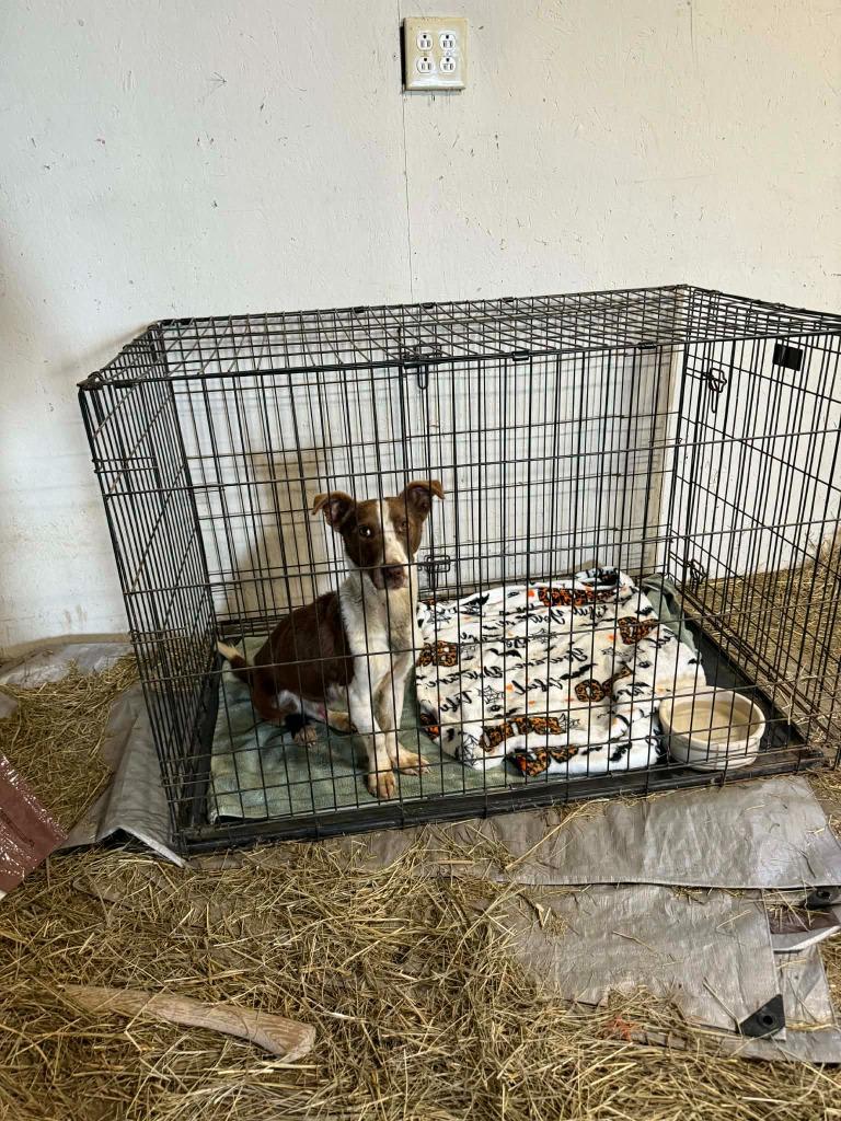 Enlarge FREDDY, a Adoptable mixed breed in Moberly, MO image 1/5