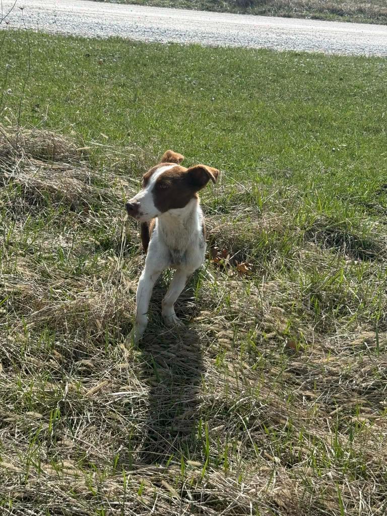 FREDDY, Adopted, Senior Male Mixed Breed.