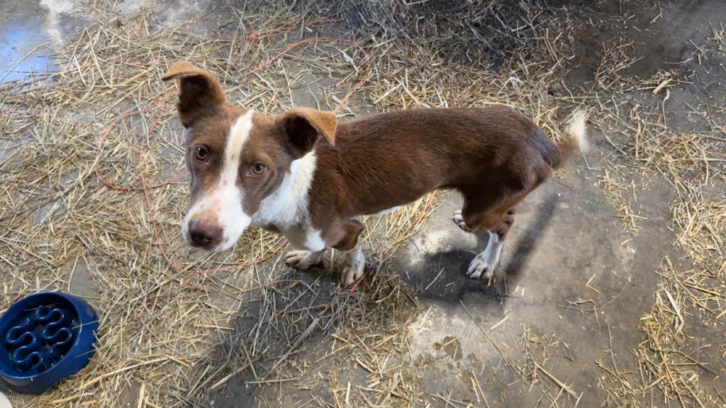Enlarge FREDDY, a Adoptable mixed breed in Moberly, MO image 3/5