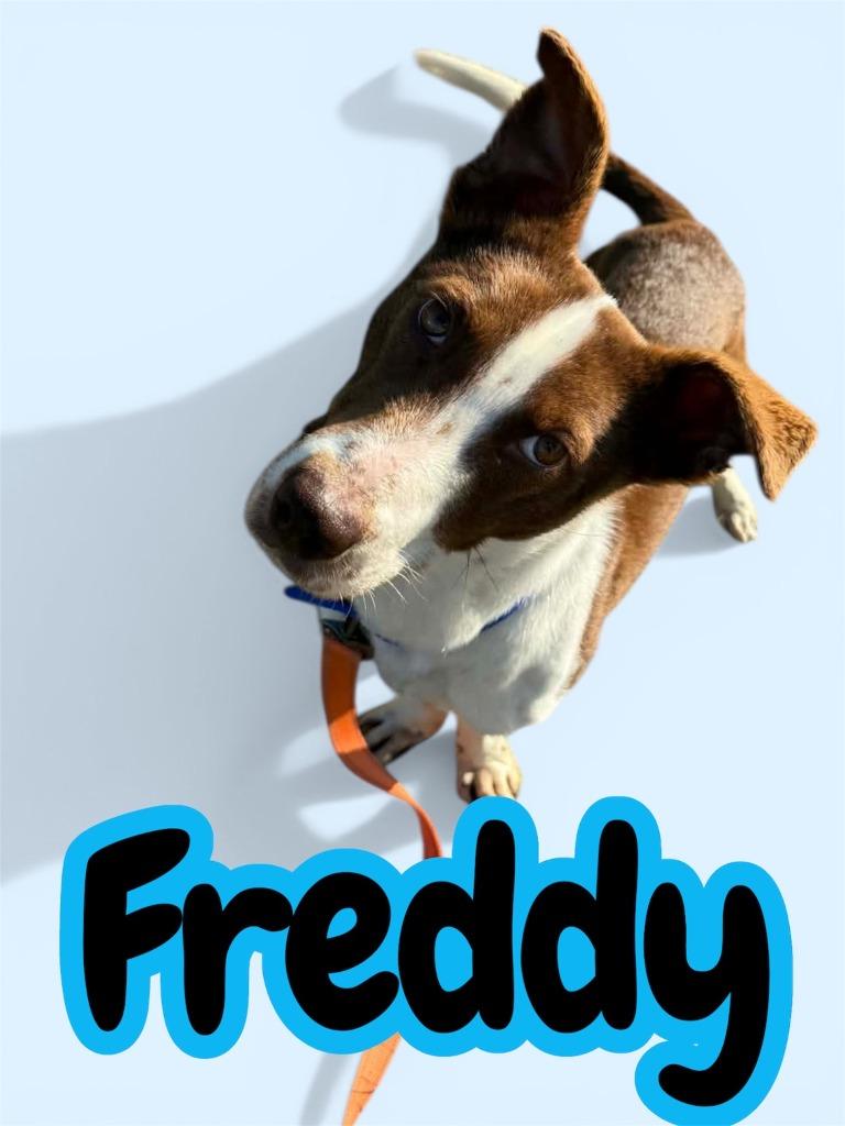 Enlarge FREDDY, a Adoptable mixed breed in Moberly, MO image 4/5