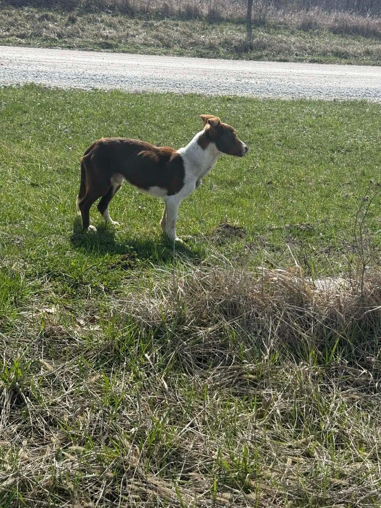 Enlarge FREDDY, a Adoptable mixed breed in Moberly, MO image 5/5