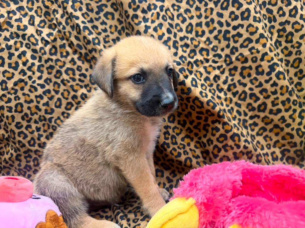 Voyager, a Adoptable mixed breed in Phoenix, AZ image 2/3