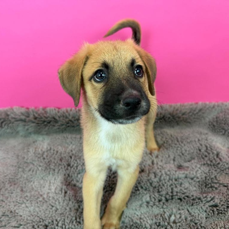 Voyager, a Adoptable mixed breed in Phoenix, AZ image 1/3