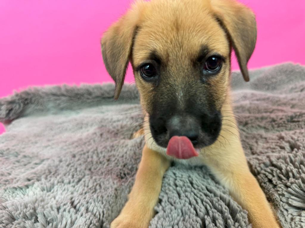 Voyager, a Adoptable mixed breed in Phoenix, AZ image 3/3