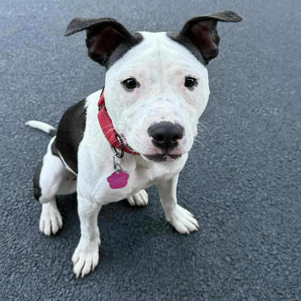 Xena , ADOPTABLE, Young Female Pit Bull Terrier.
