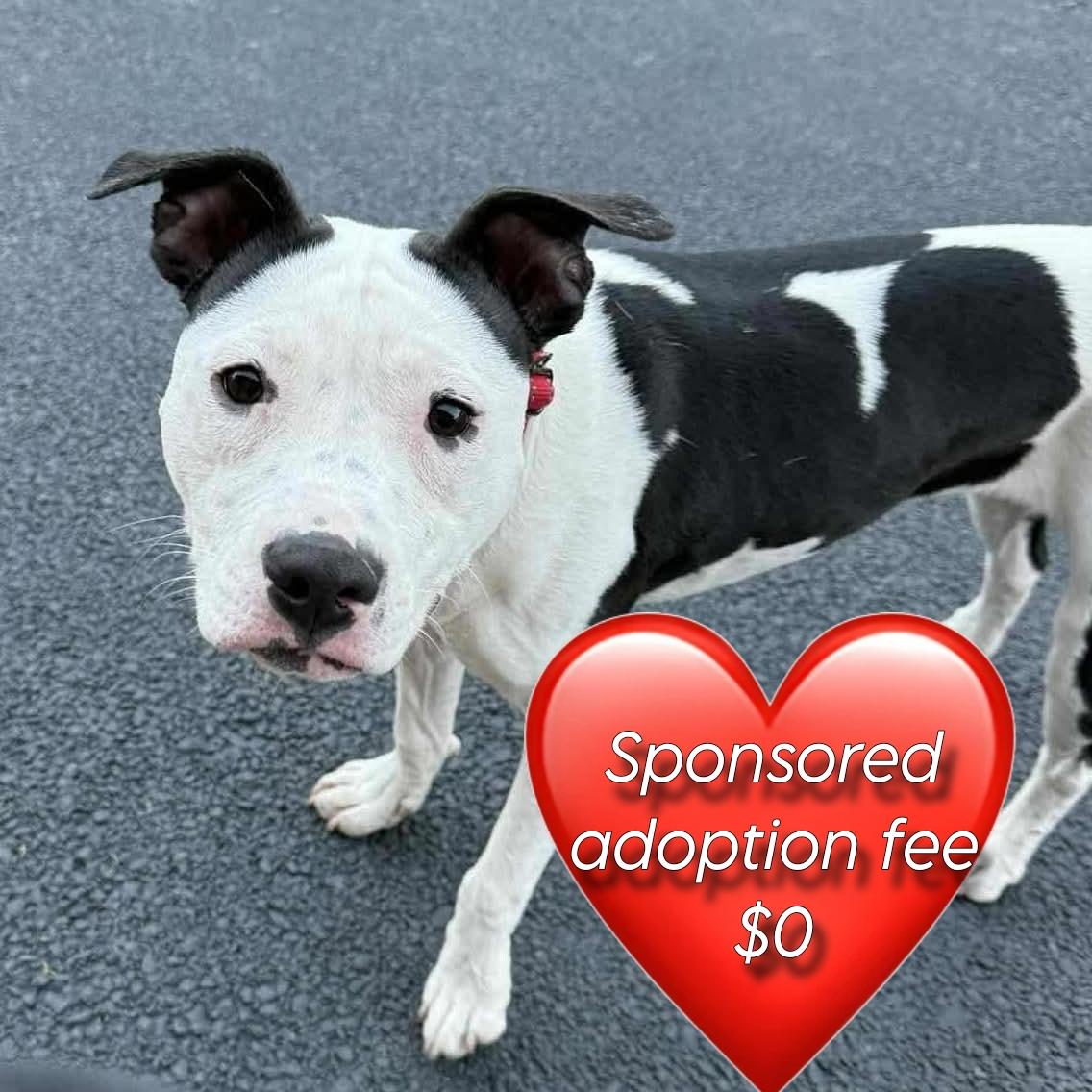 Enlarge Xena , a ADOPTABLE mixed breed in Plainfield, IL image 4/5