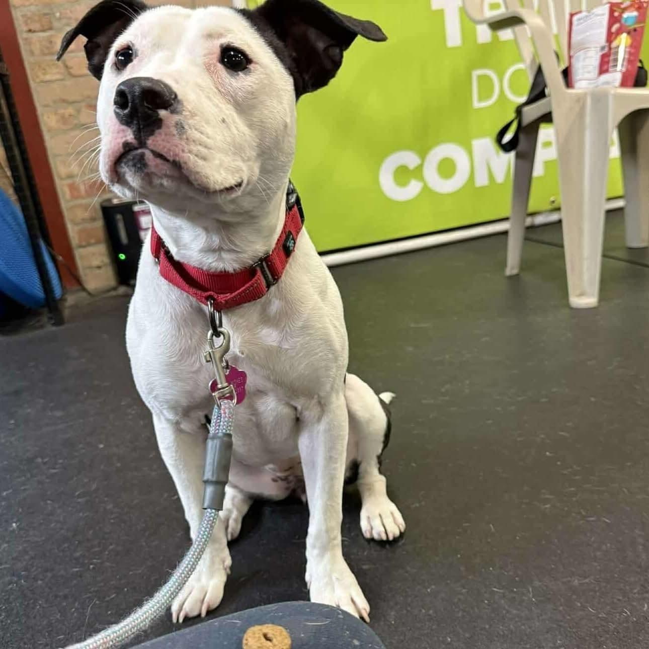 Enlarge Xena , a ADOPTABLE mixed breed in Plainfield, IL image 2/5