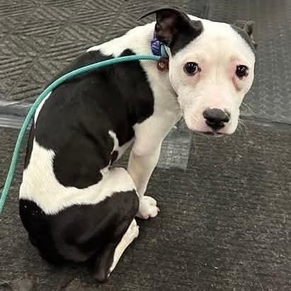 Enlarge Xena , a ADOPTABLE mixed breed in Plainfield, IL image 3/5