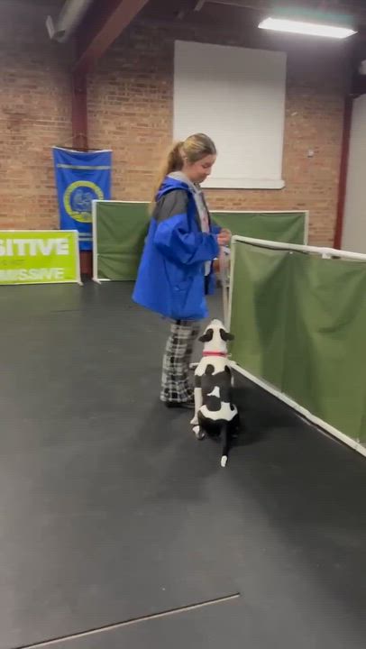 Enlarge Xena , a ADOPTABLE mixed breed in Plainfield, IL video 5/5