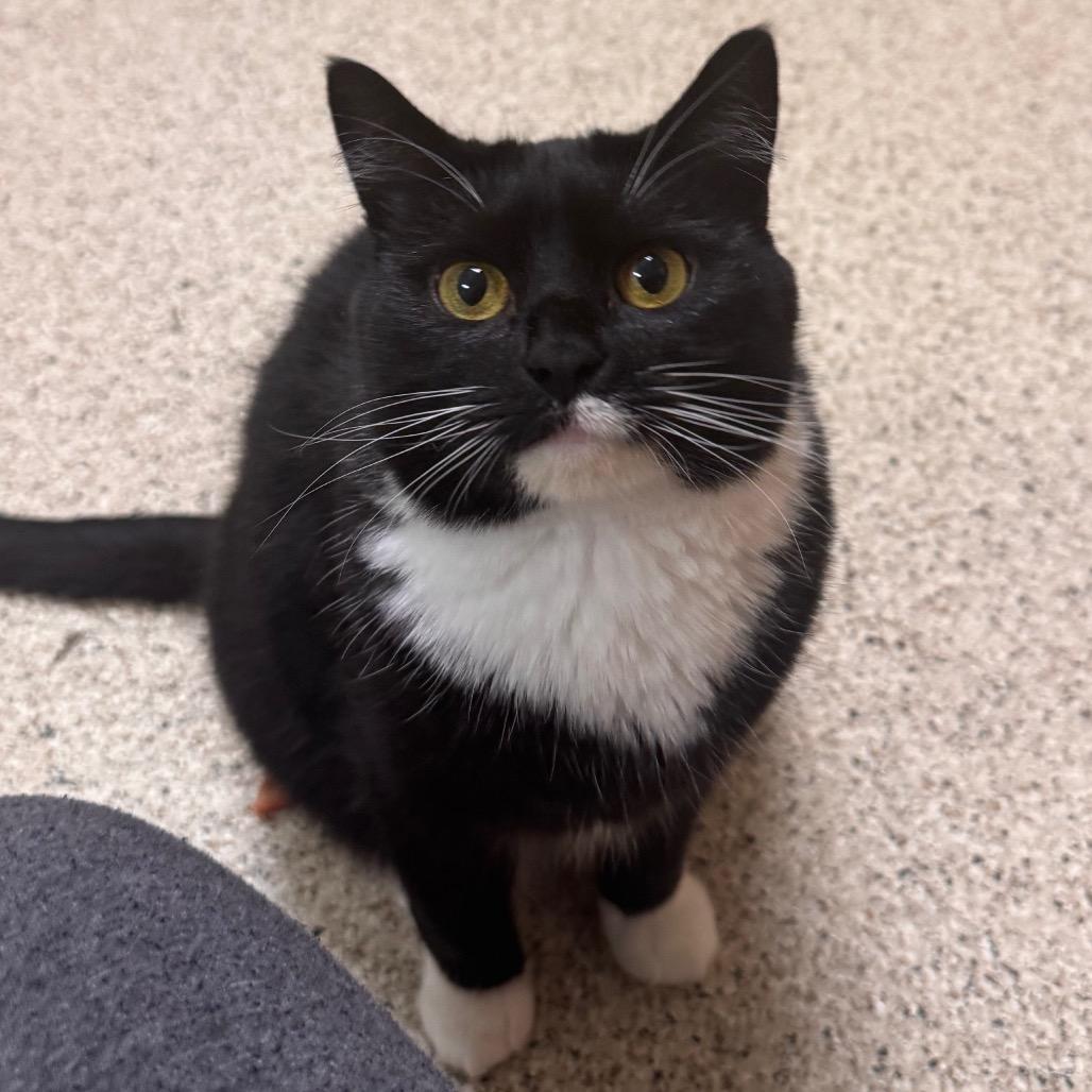 Nova, a Adoptable Domestic Short Hair image 1/6