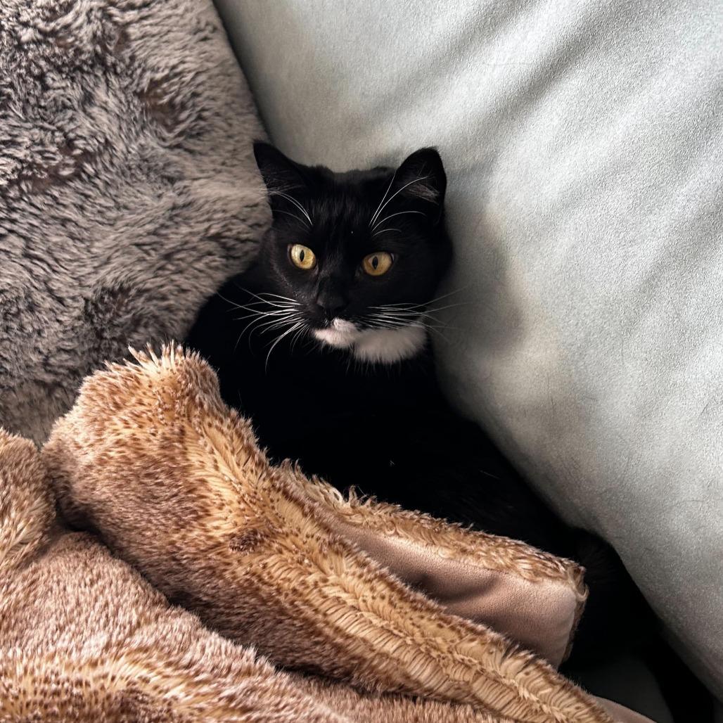 Nova, a Adoptable Domestic Short Hair image 2/6