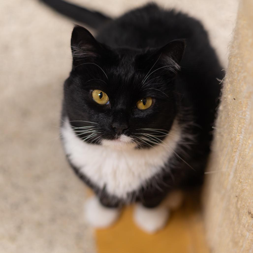 Nova, a Adoptable Domestic Short Hair image 4/6