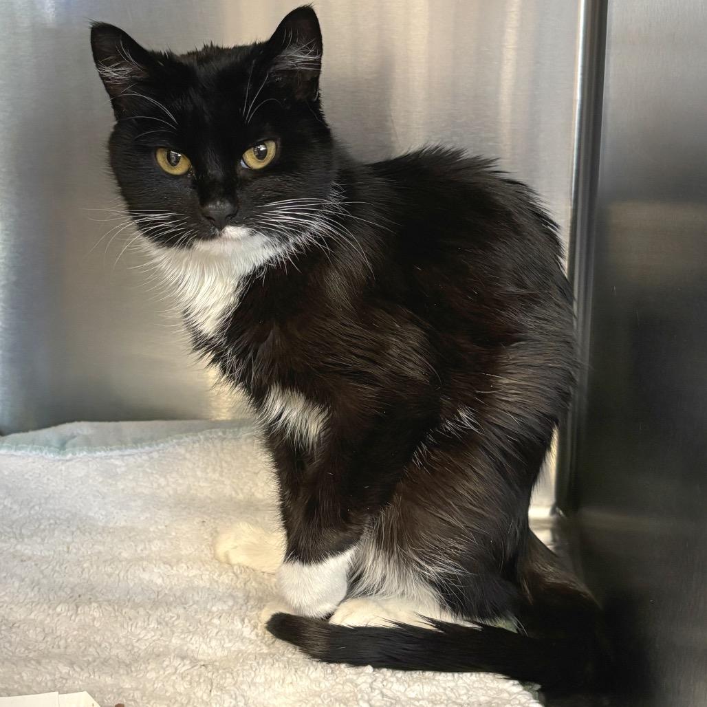 Nova, a Adoptable Domestic Short Hair image 5/6