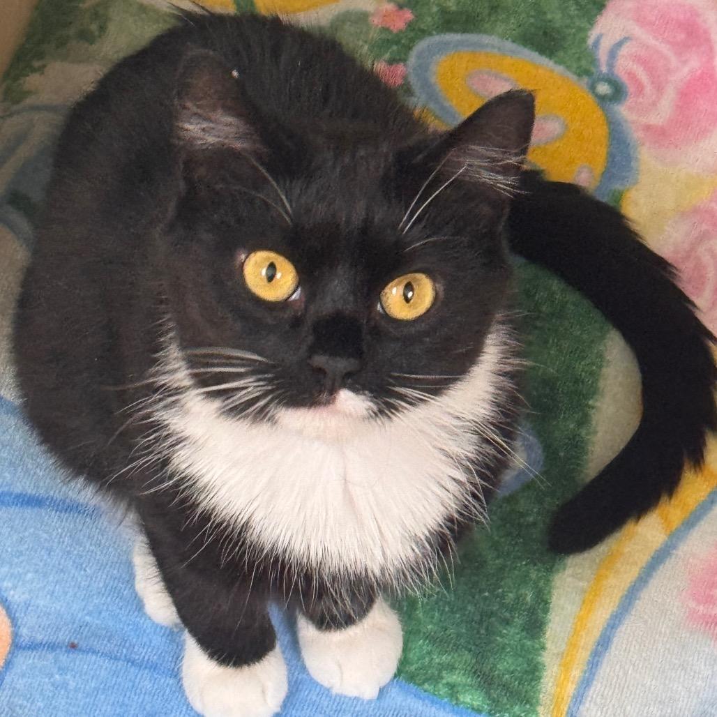 Nova, a Adoptable Domestic Short Hair image 6/6