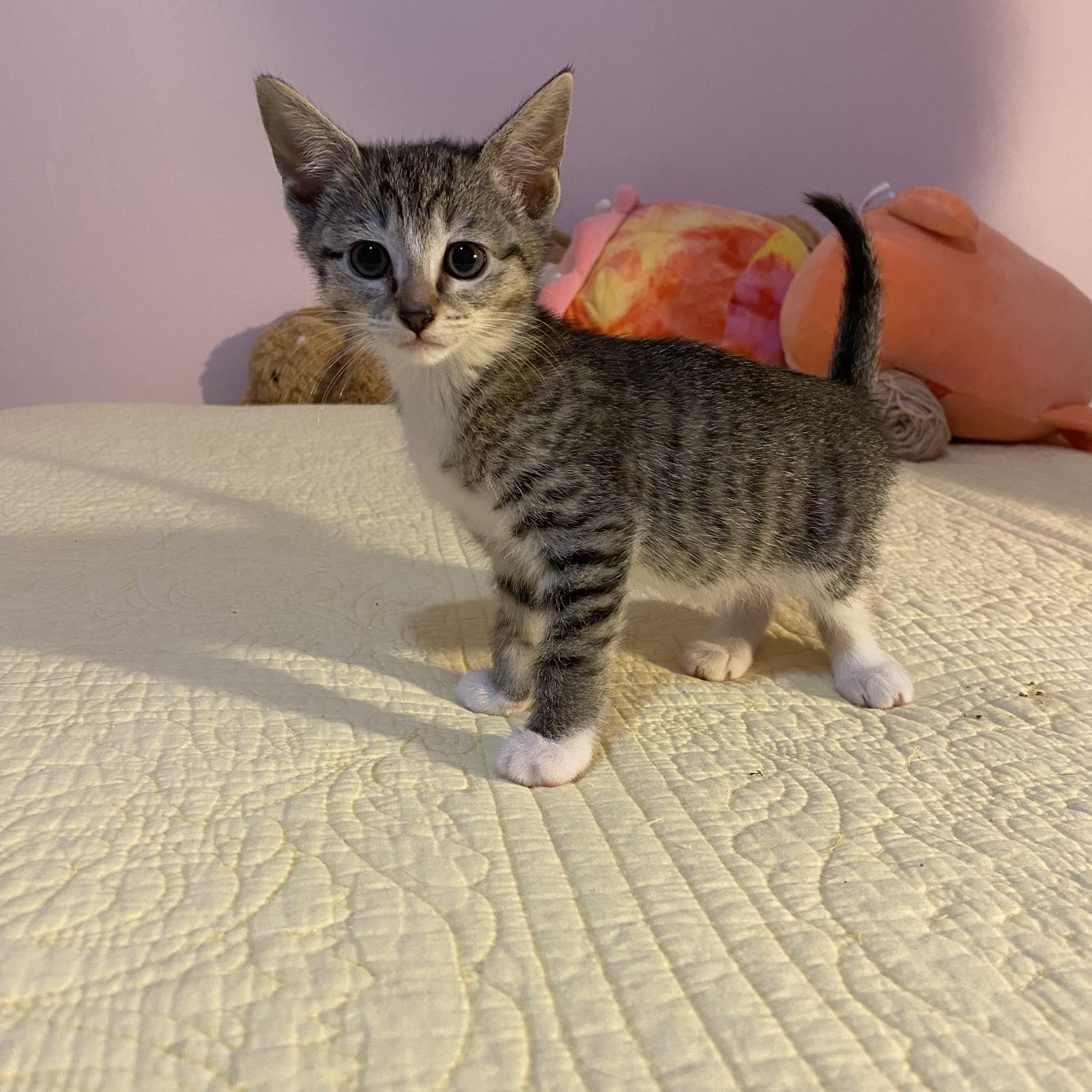 Ruby, a ADOPTABLE Domestic Short Hair in Clyde, NC image 2/3