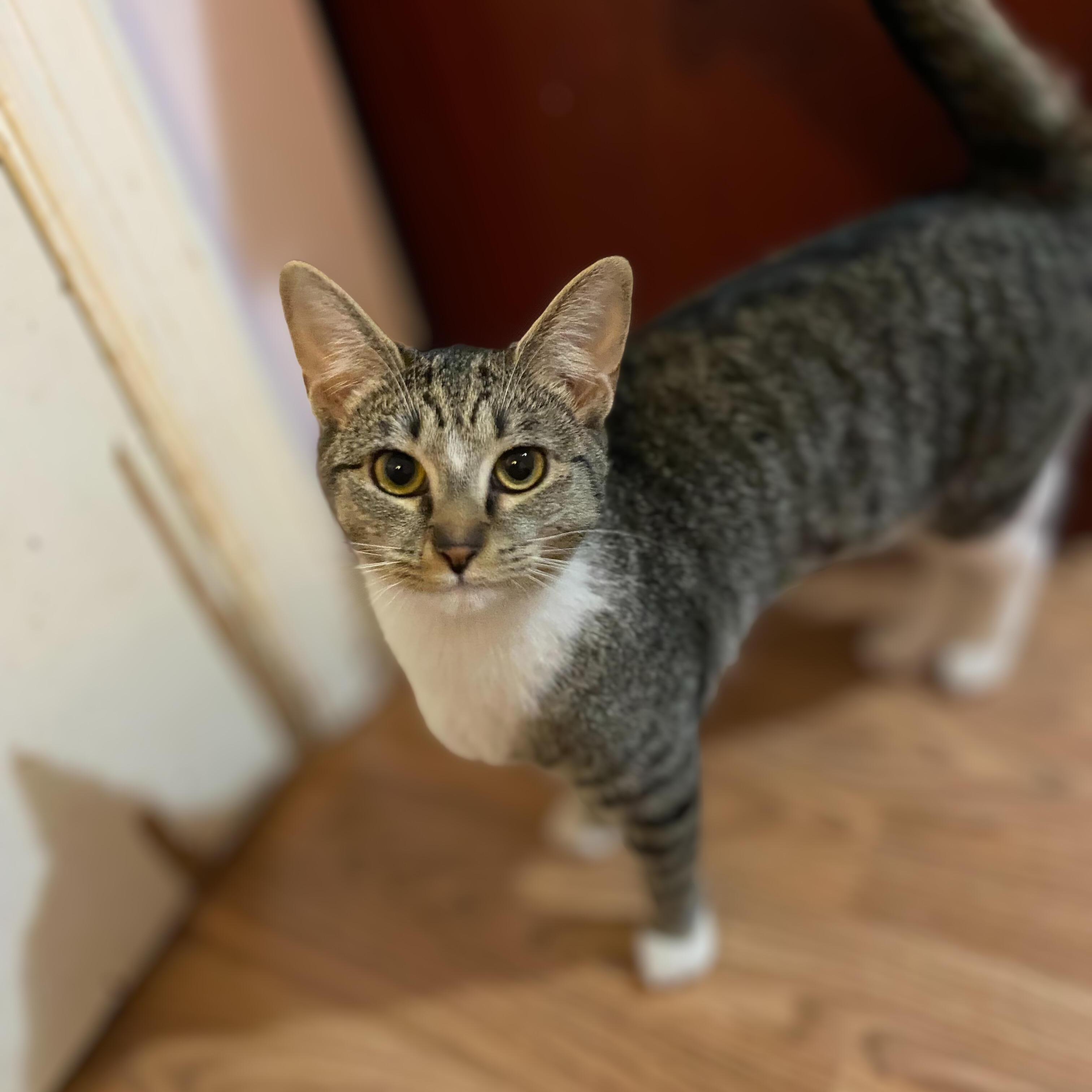 Ruby, a ADOPTABLE Domestic Short Hair in Clyde, NC image 1/3