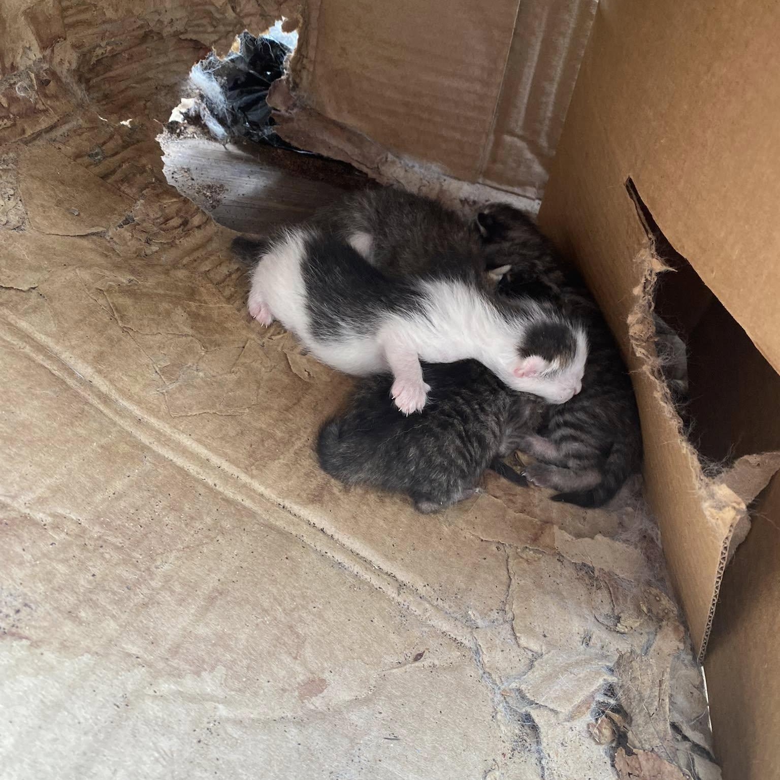 Ruby, a ADOPTABLE Domestic Short Hair in Clyde, NC image 3/3