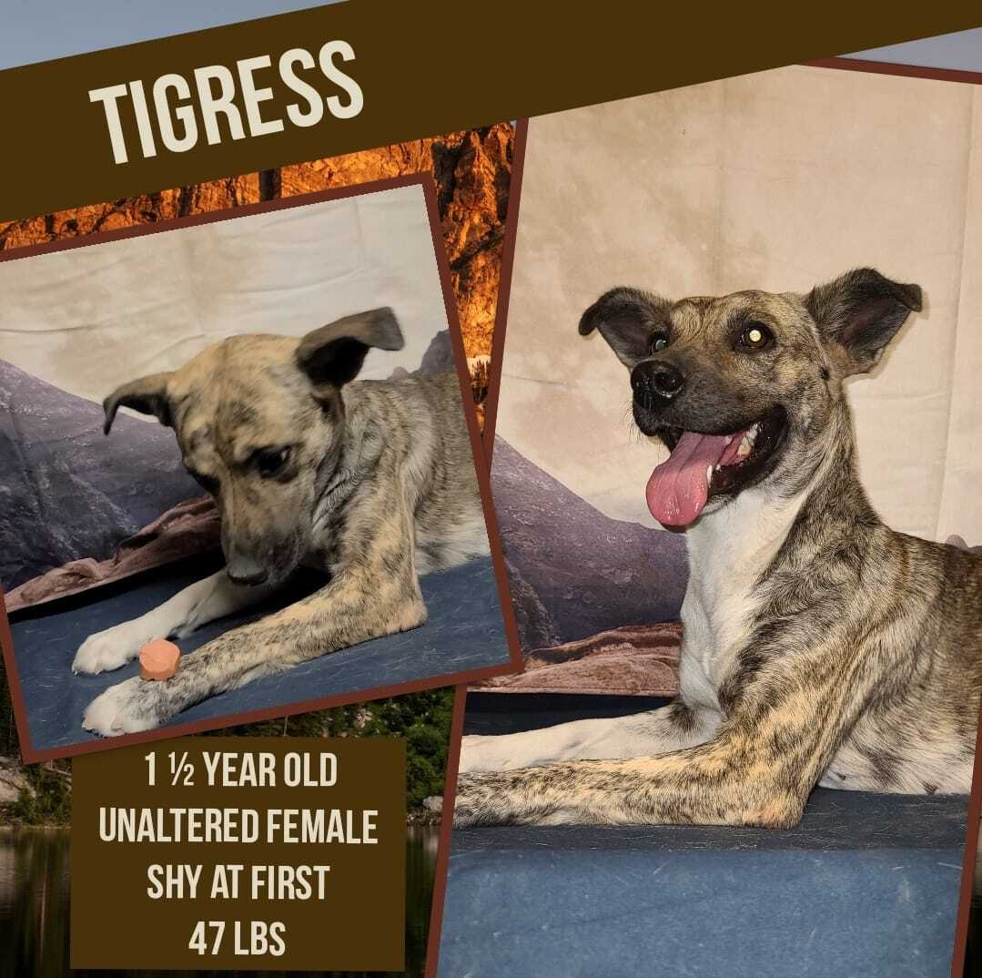 Tigress, a Adoptable mixed breed in Kermit, TX image 1/2
