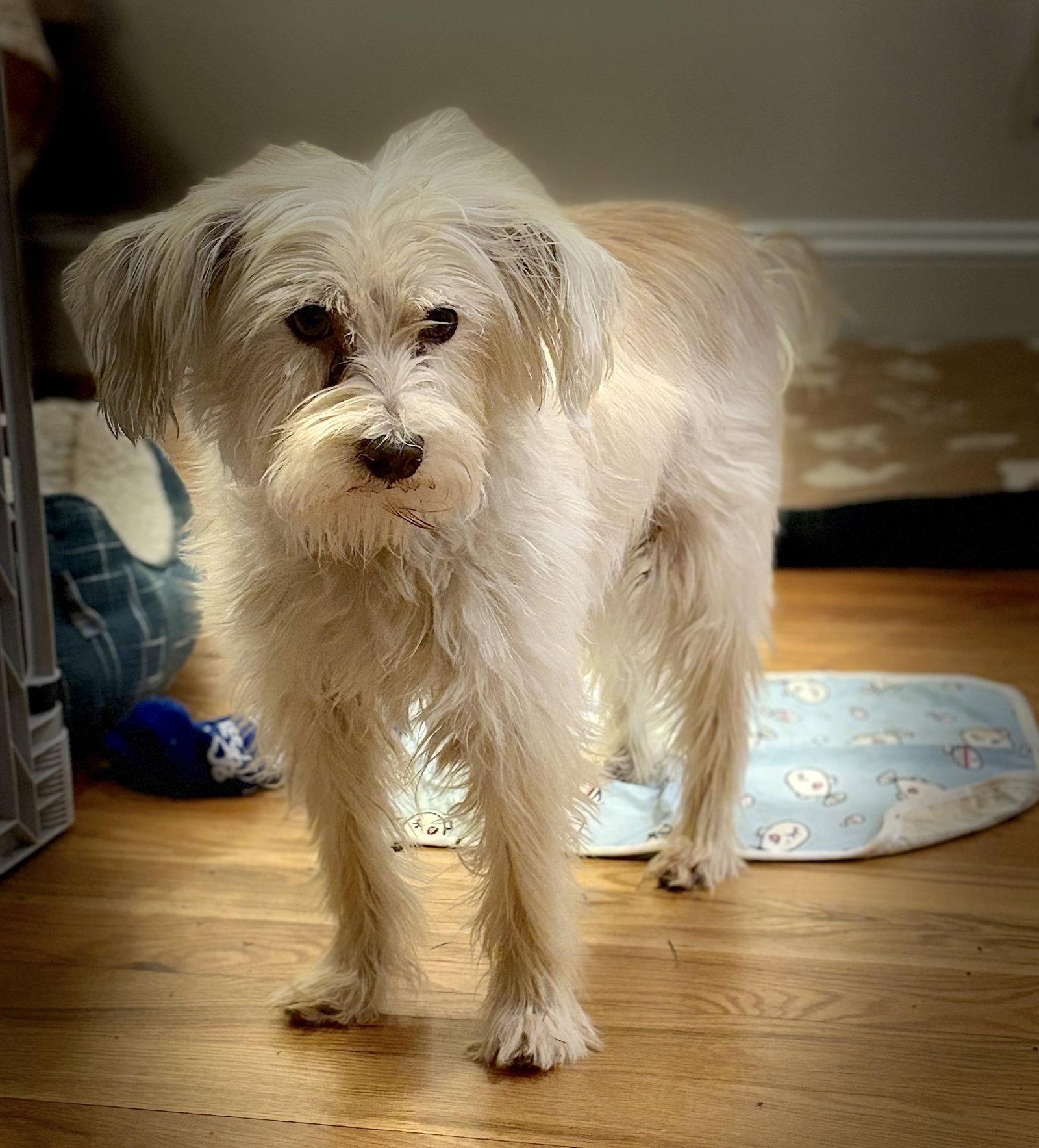 Enlarge Poppy, a Adoptable Terrier in Cary, NC image 1/3