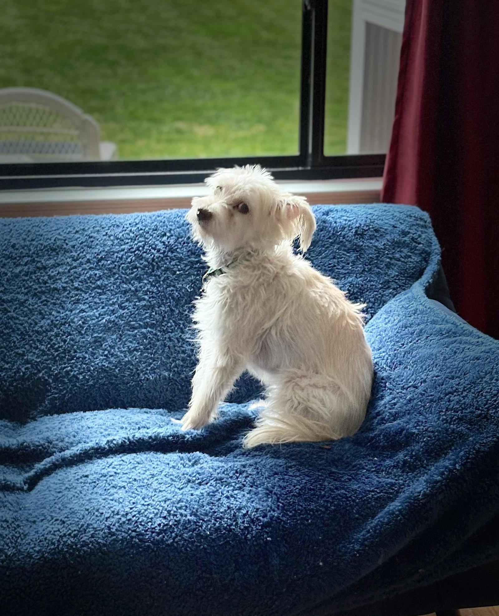 Enlarge Poppy, a Adoptable Terrier in Cary, NC image 2/3