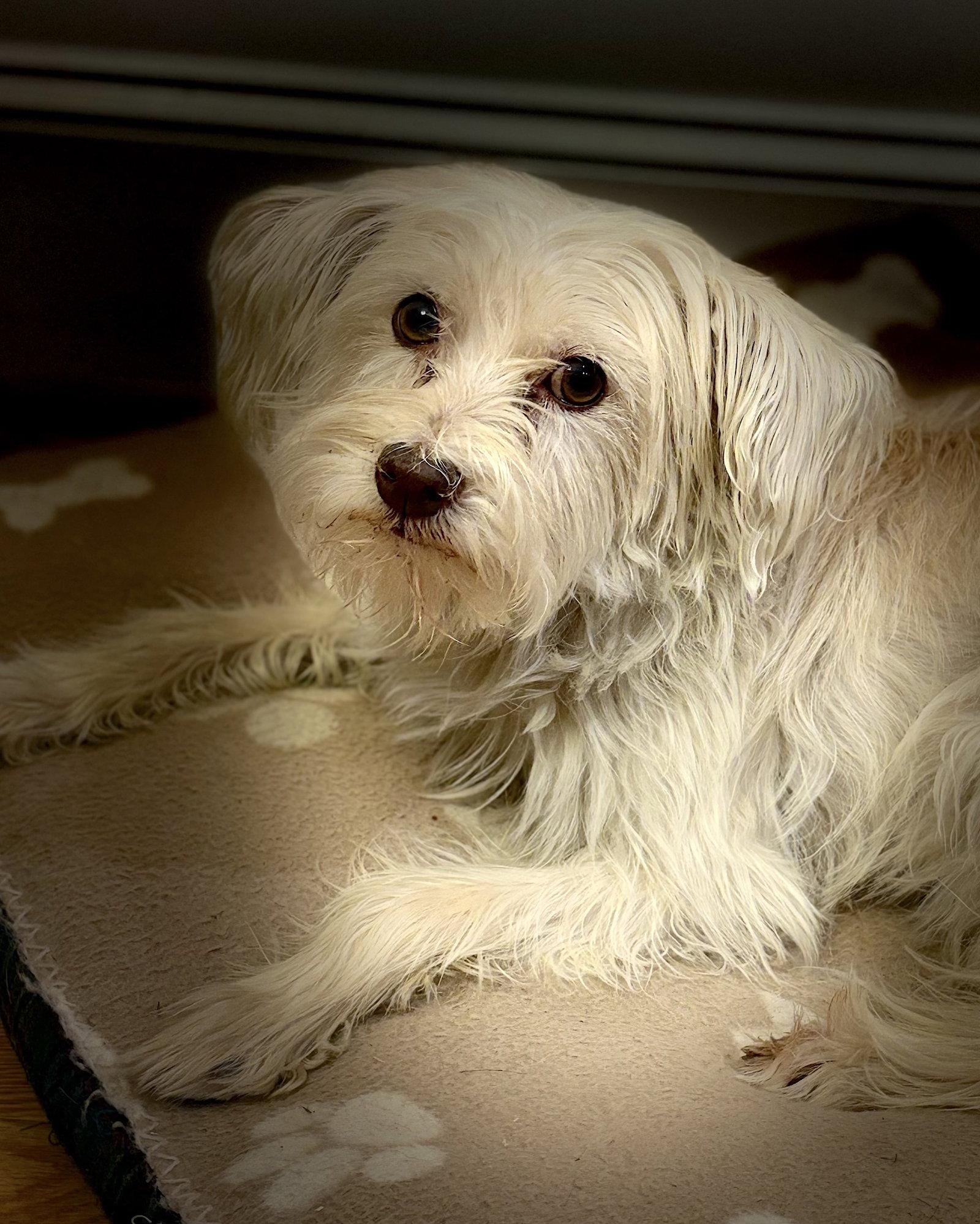 Enlarge Poppy, a Adoptable Terrier in Cary, NC image 3/3