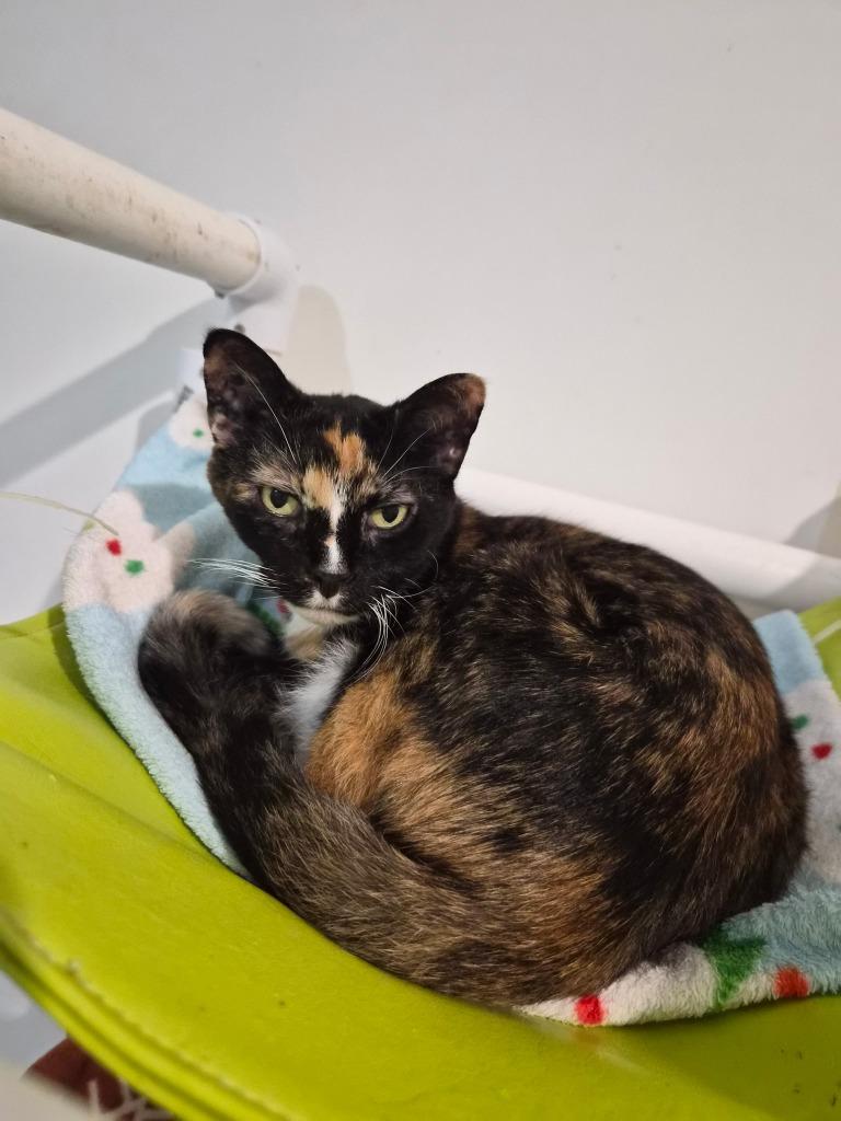 Enlarge Tiana, a Adoptable Calico in Bourbonnais, IL image 1/1