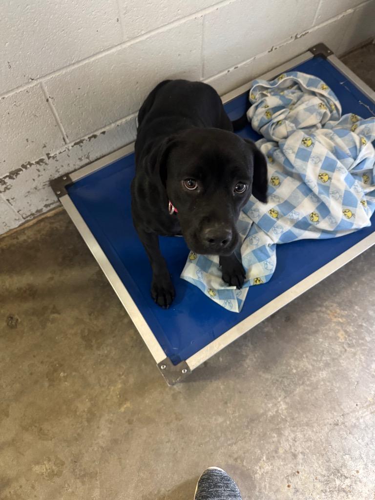 Enlarge Raven-Adoptable, a Adoptable Pit Bull Terrier in Chickamauga , GA image 2/2