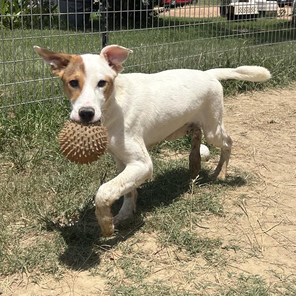 Enlarge Waived Fee Turbo in NH. Come Meet our Adoptable Dogs Wednesday-Saturday. More info in Bio, a ADOPTABLE mixed breed in Manchester, NH image 3/3