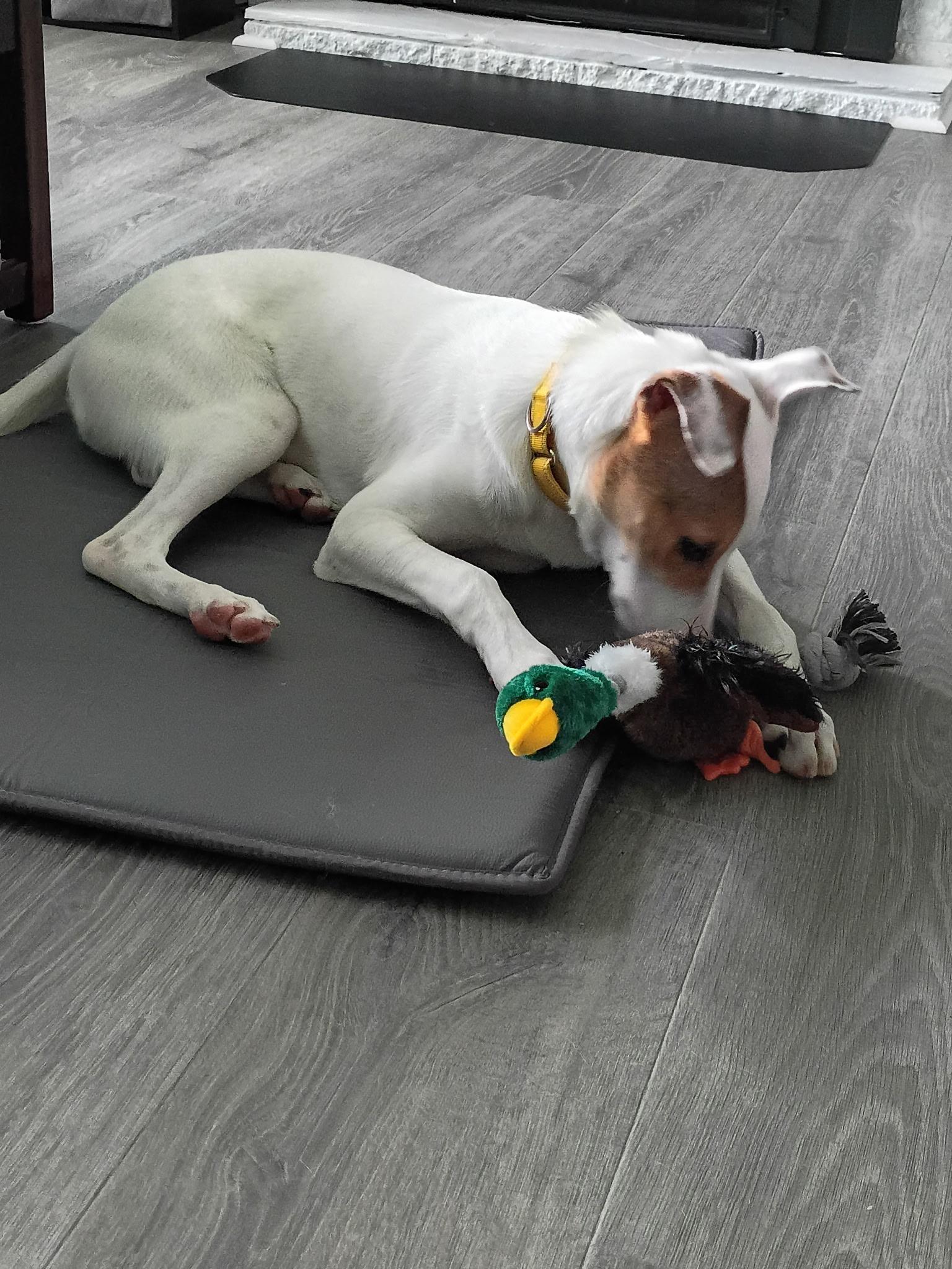 Enlarge Waived Fee Turbo in NH. Come Meet our Adoptable Dogs Wednesday-Saturday. More info in Bio, a Adoptable mixed breed in Manchester, NH image 6/6