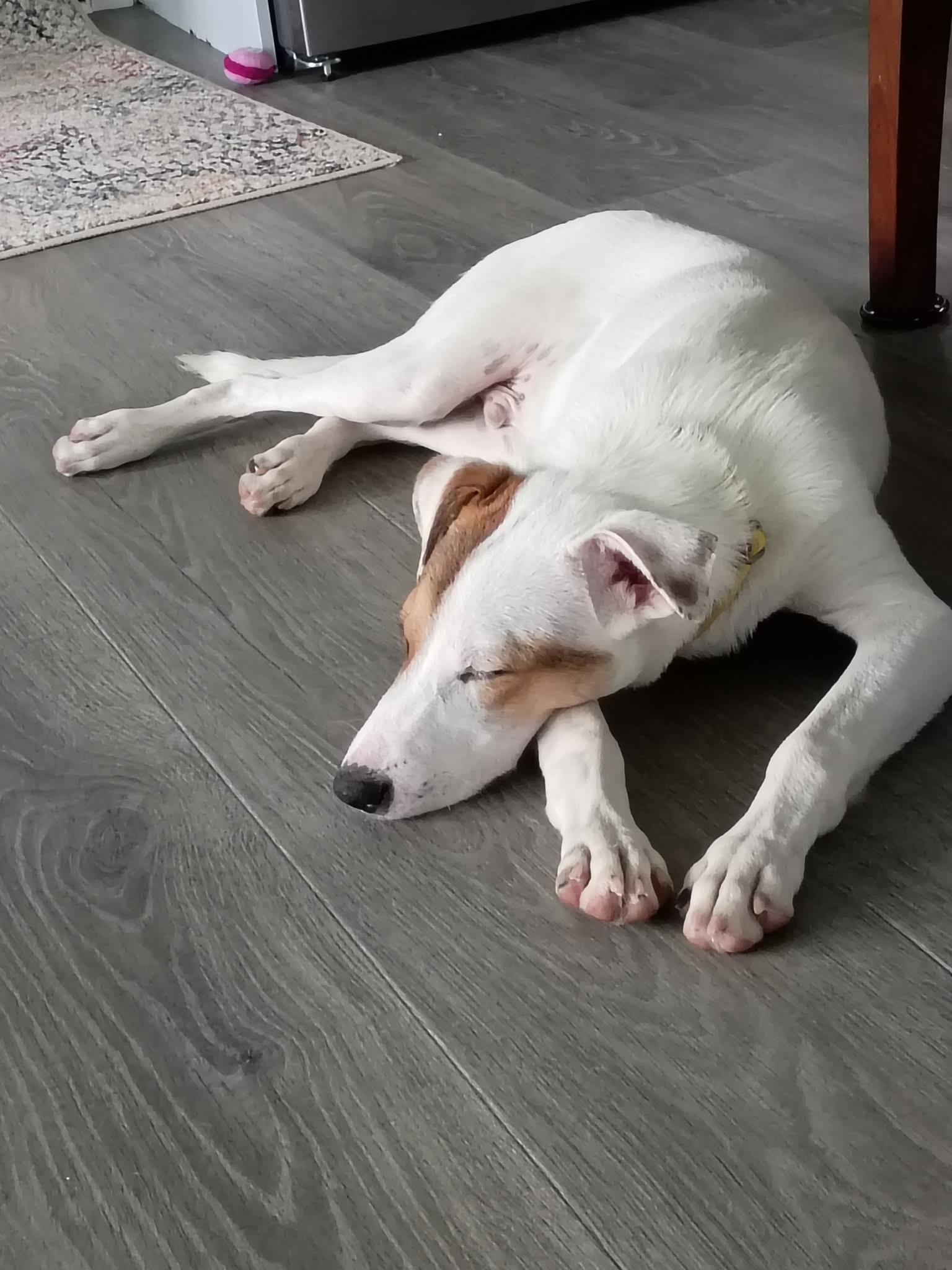 Enlarge Waived Fee Turbo in NH. Come Meet our Adoptable Dogs Wednesday-Saturday. More info in Bio, a Adoptable mixed breed in Manchester, NH image 1/6