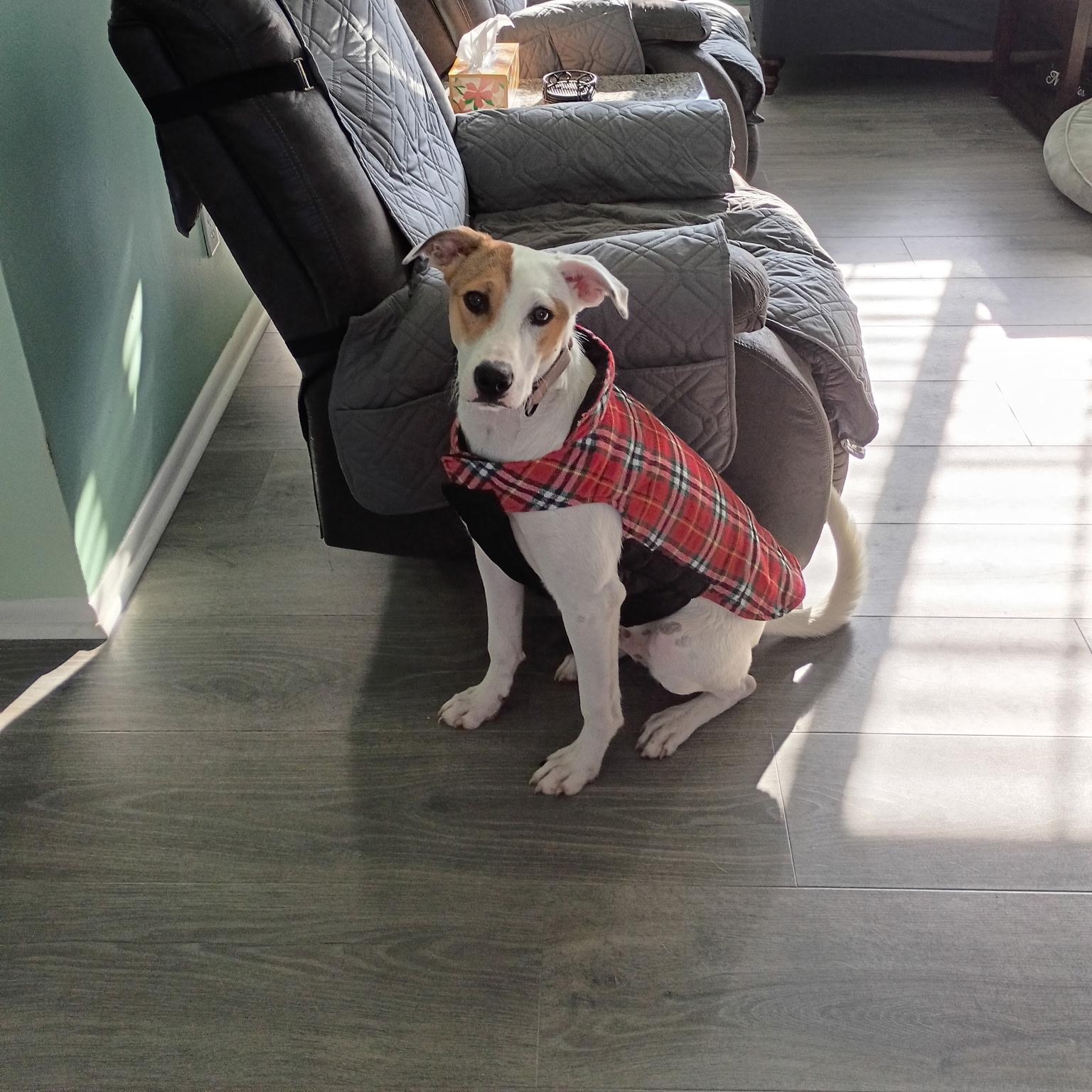 Enlarge Waived Fee Turbo in NH. Come Meet our Adoptable Dogs Wednesday-Saturday. More info in Bio, a Adoptable mixed breed in Manchester, NH image 6/6