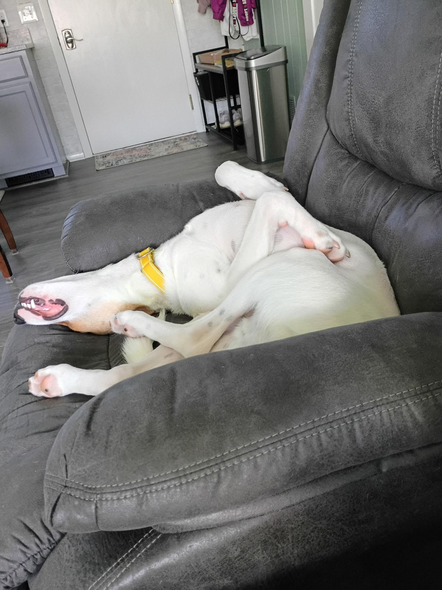 Enlarge Waived Fee Turbo in NH. Come Meet our Adoptable Dogs Wednesday-Saturday. More info in Bio, a Adoptable mixed breed in Manchester, NH image 5/6