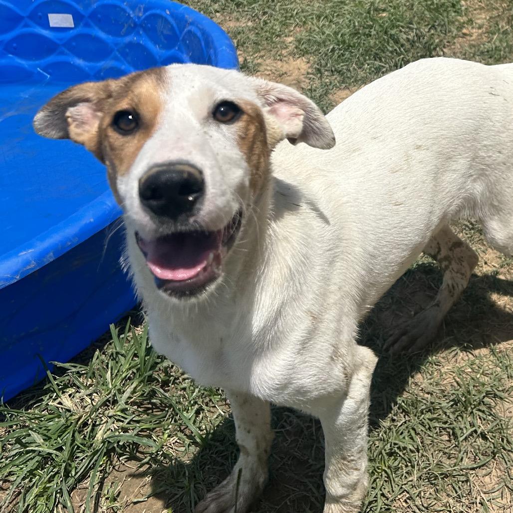 Waived Fee Turbo in NH. Come Meet our Adoptable Dogs Wednesday-Saturday. More info in Bio, ADOPTABLE, Puppy Male Hound.