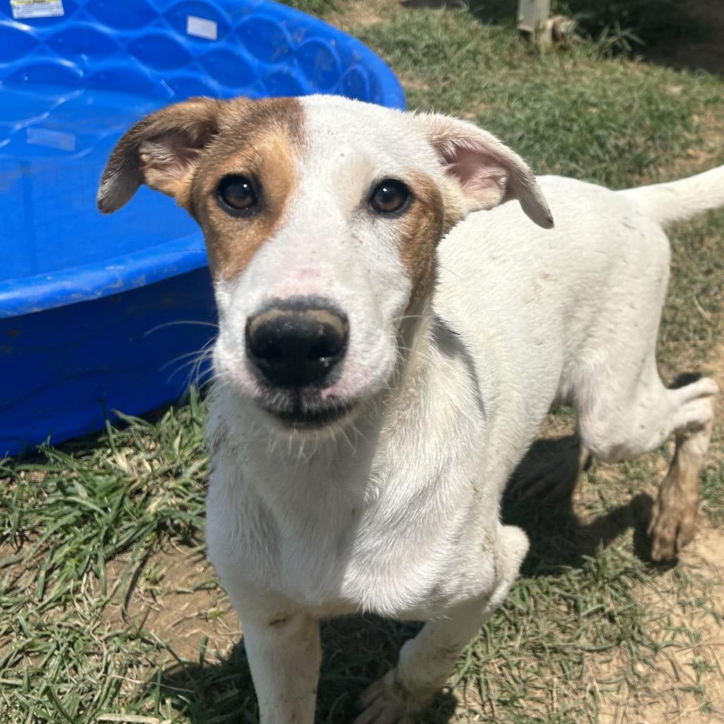 Enlarge Waived Fee Turbo in NH. Come Meet our Adoptable Dogs Wednesday-Saturday. More info in Bio, a ADOPTABLE mixed breed in Manchester, NH image 2/3