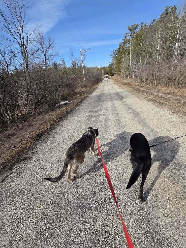 Enlarge Rachel, a Adoptable German Shepherd Dog in Suamico, WI image 1/6