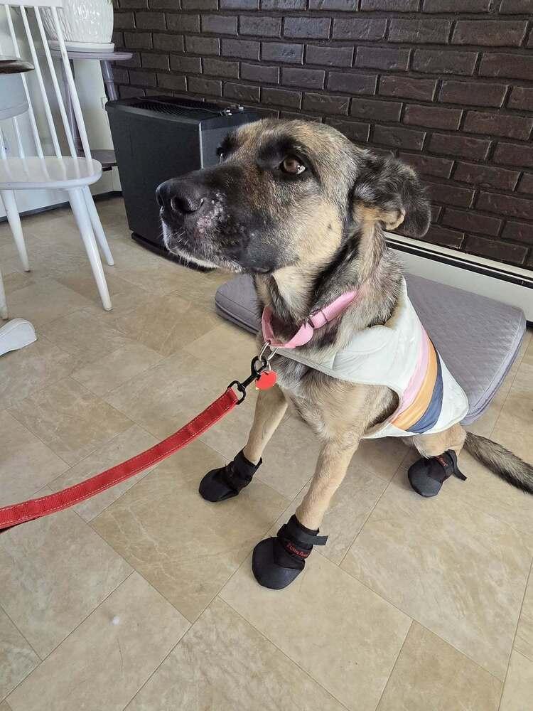 Enlarge Rachel, a Adoptable German Shepherd Dog in Suamico, WI image 2/6