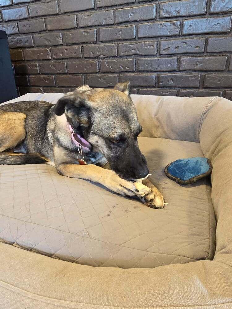 Enlarge Rachel, a Adoptable German Shepherd Dog in Suamico, WI image 4/6