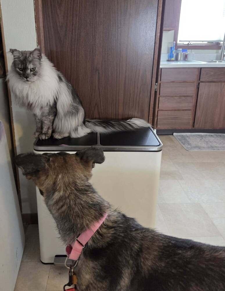 Enlarge Rachel, a Adoptable German Shepherd Dog in Suamico, WI image 5/6