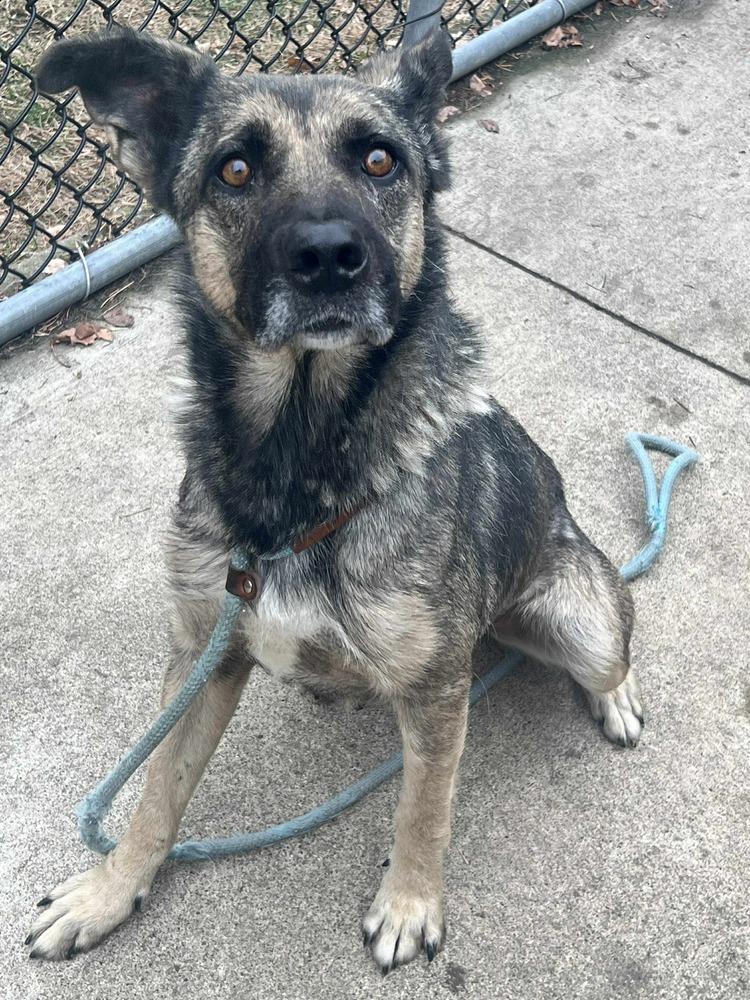 Enlarge Rachel, a Adoptable German Shepherd Dog in Suamico, WI image 2/3