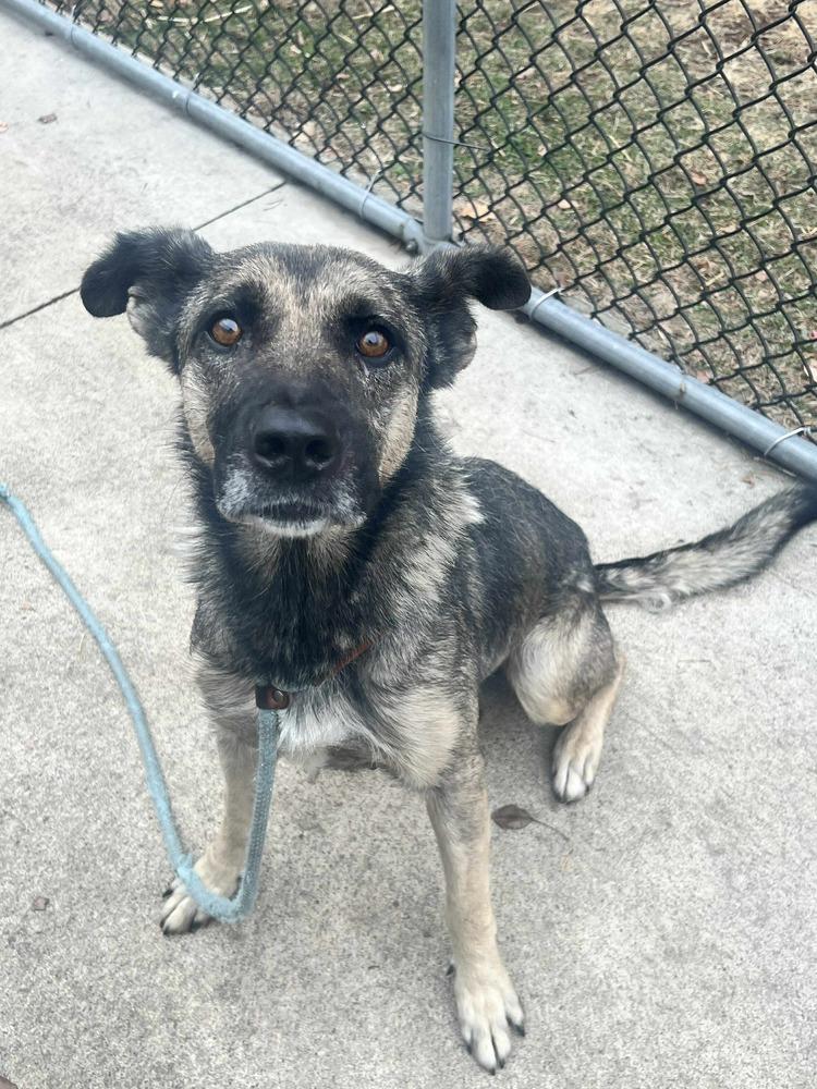 Enlarge Rachel, a Adoptable German Shepherd Dog in Suamico, WI image 3/3
