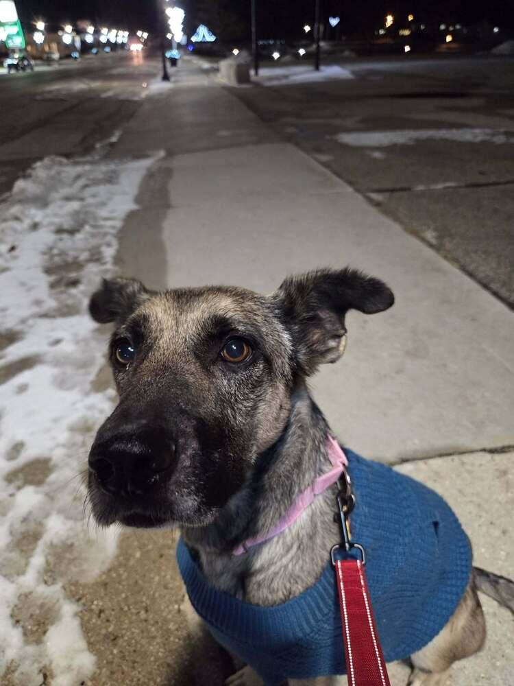 Enlarge Rachel, a Adoptable German Shepherd Dog in Suamico, WI image 6/6