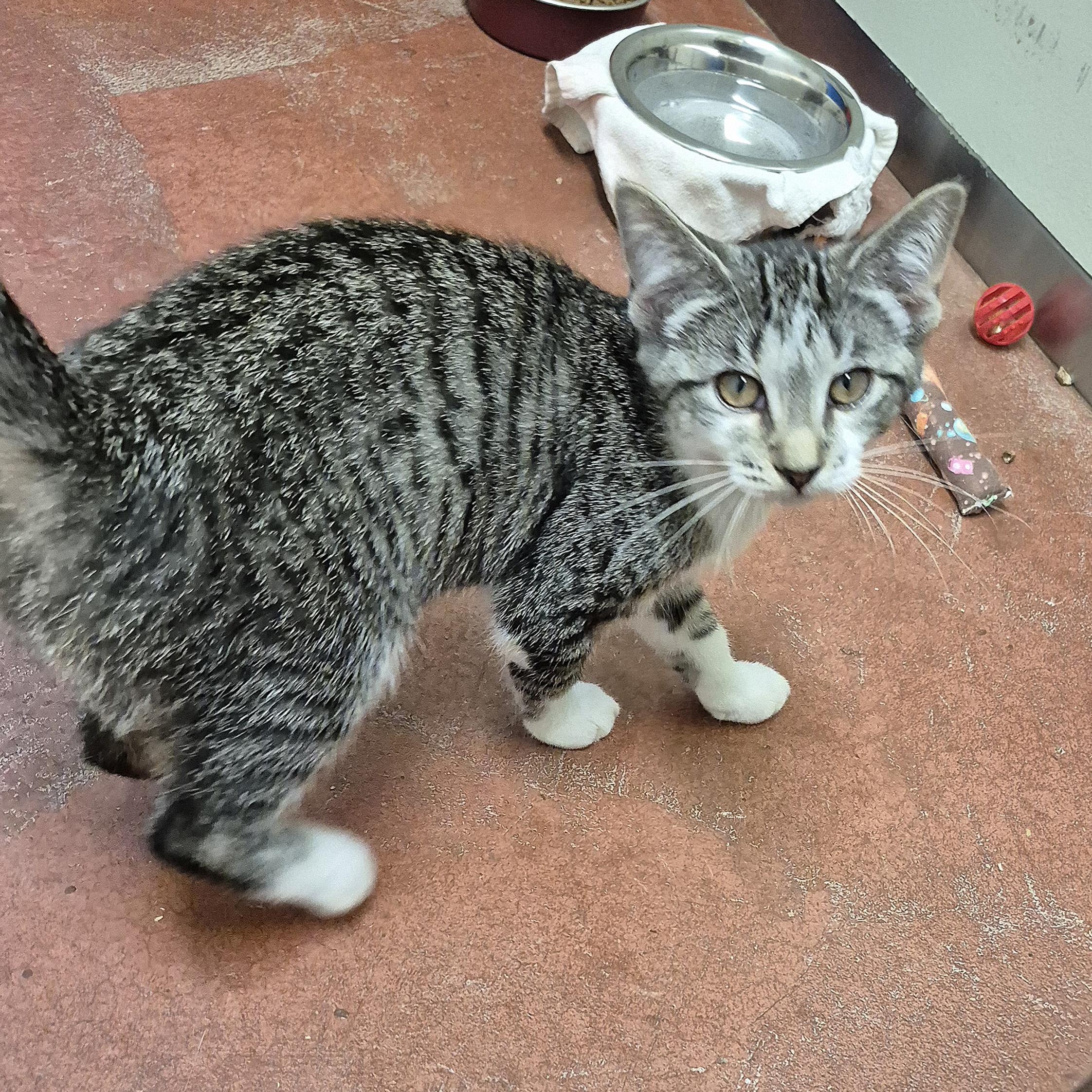 Poppy, a Adoptable Domestic Short Hair in Tioga, PA image 3/6