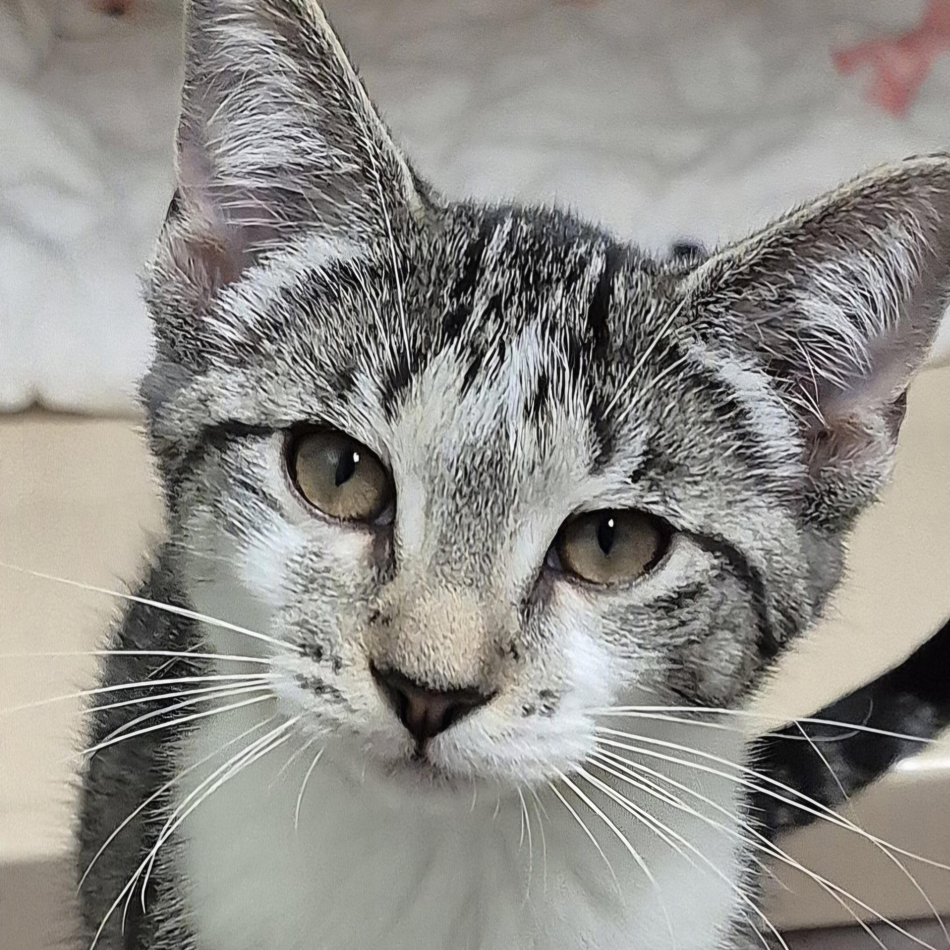Poppy, Adoptable, Kitten Female Domestic Short Hair.