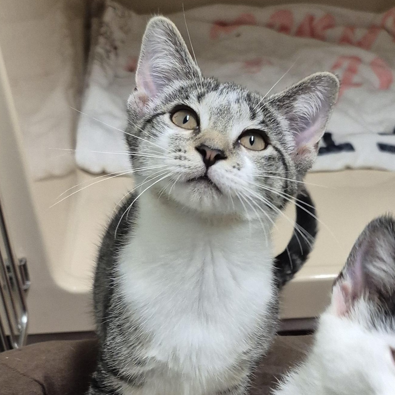 Poppy, a Adoptable Domestic Short Hair in Tioga, PA image 2/6